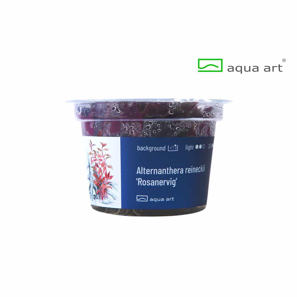 Alternanthera reineckii Rosanervig in vitro – Image 3