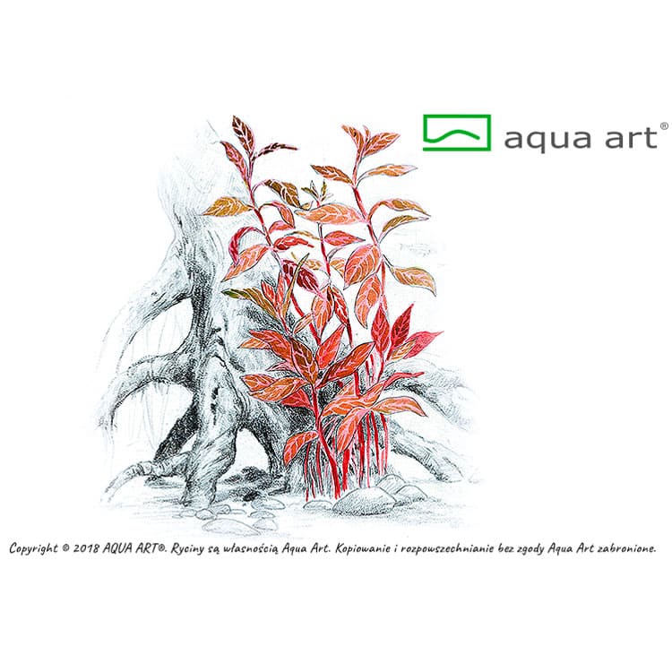 Alternanthera reineckii Rosanervig in vitro – Image 2